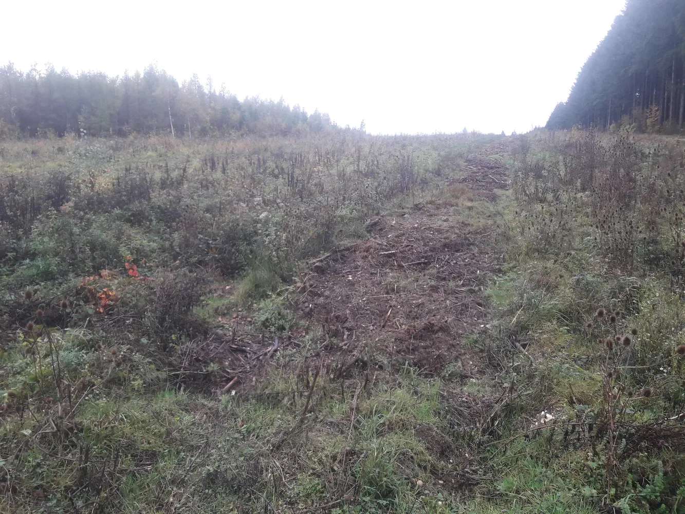 la foret de l etoile — photo 2