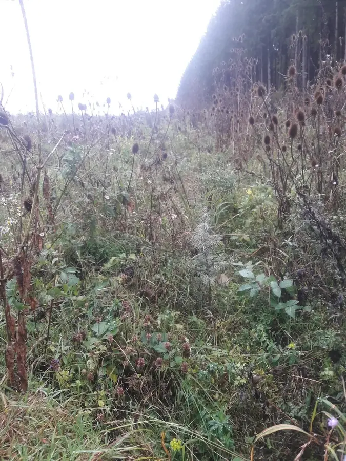 la foret de l etoile — photo 3