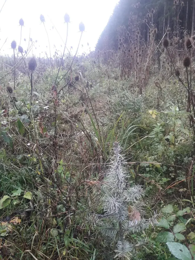 la foret de l etoile — photo 4