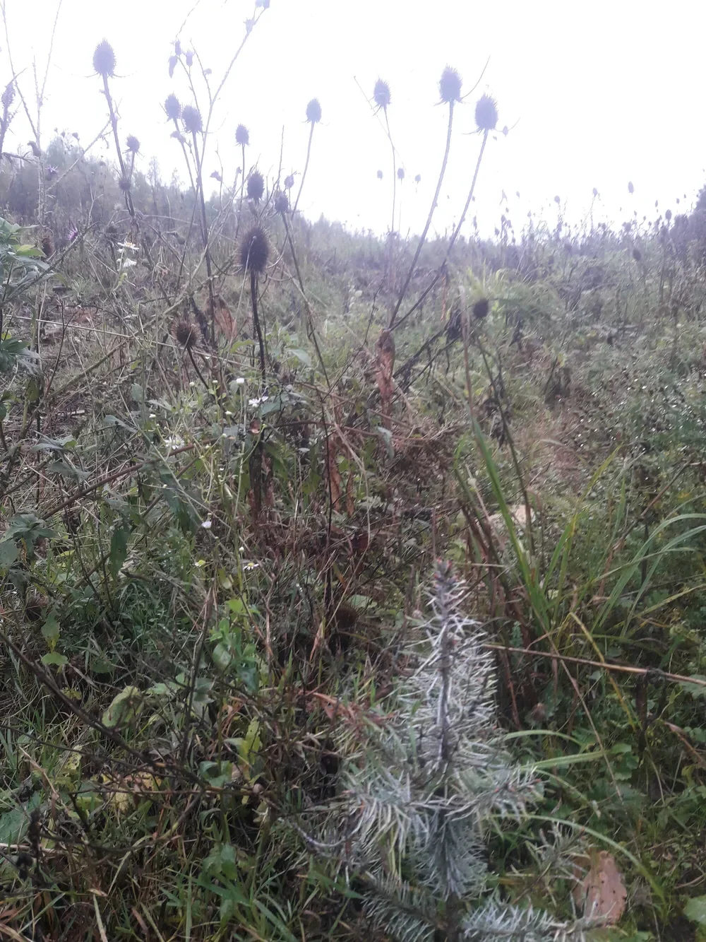 la foret de l etoile — photo 5