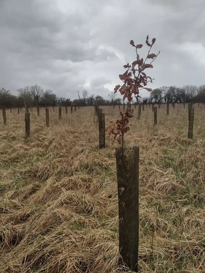 le bois de la fauquerie — photo 2