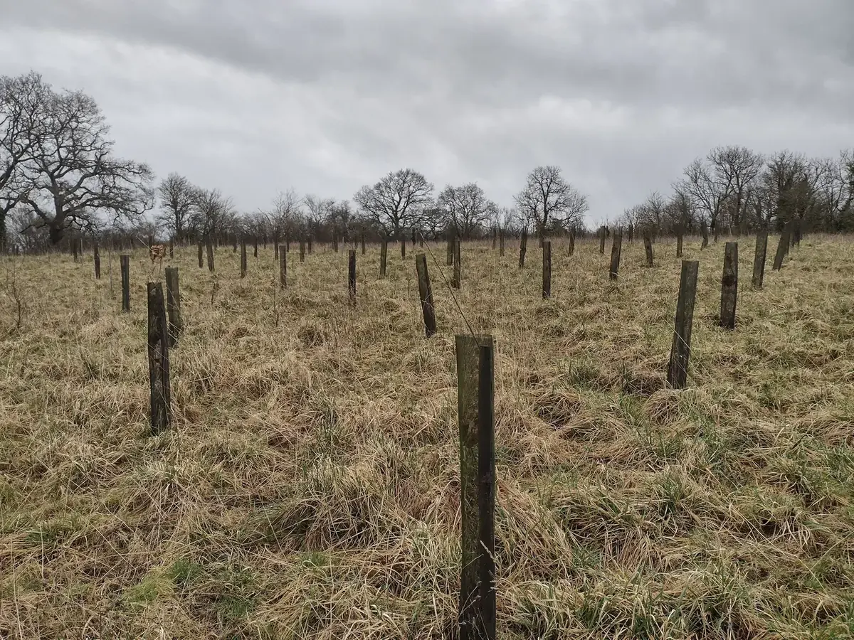le bois de la fauquerie — photo 3