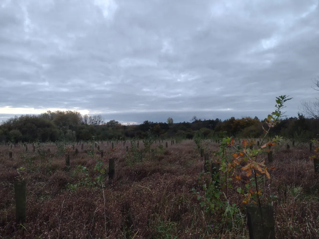 le bois de la fauquerie — photo 4