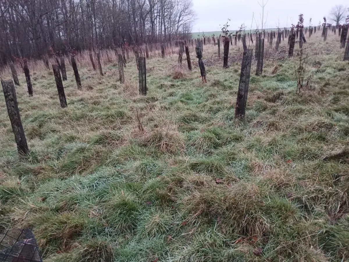 le bois des batailles des tres saints — photo 1