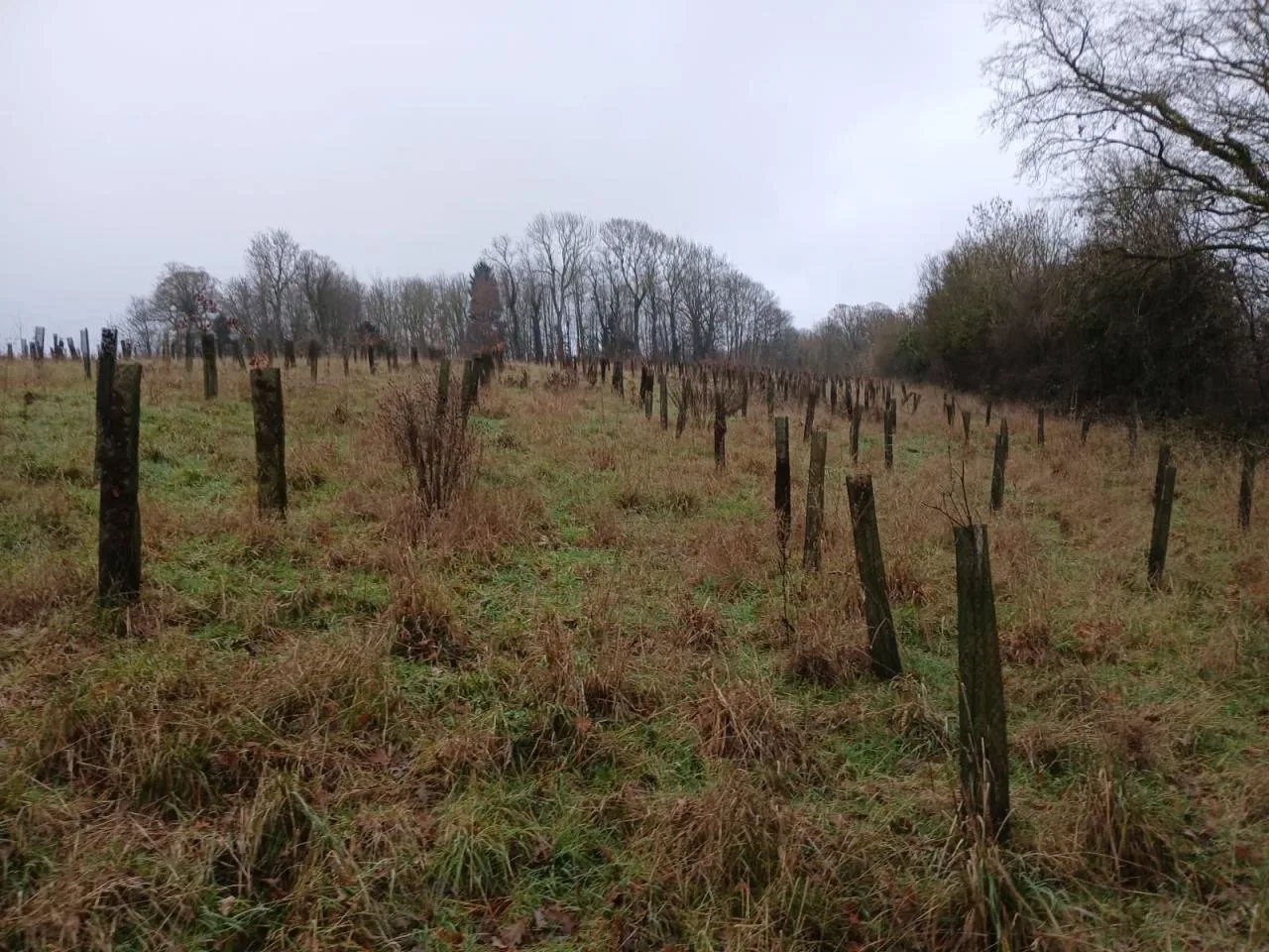 le bois des batailles des tres saints — photo 3