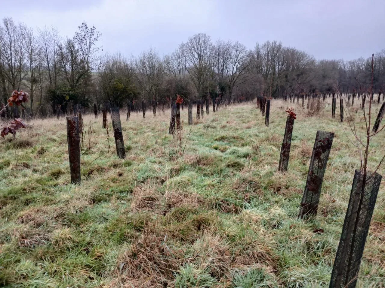 le bois des batailles des tres saints — photo 4