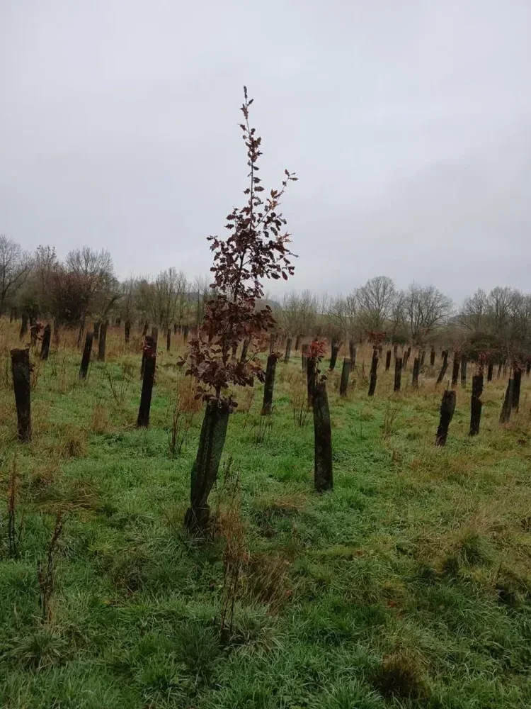 le bois des batailles des tres saints — photo 5