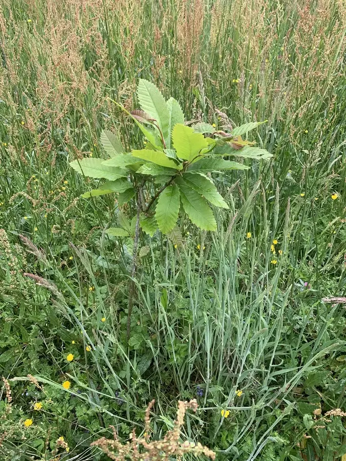 le bois de la menaudiere — photo 1