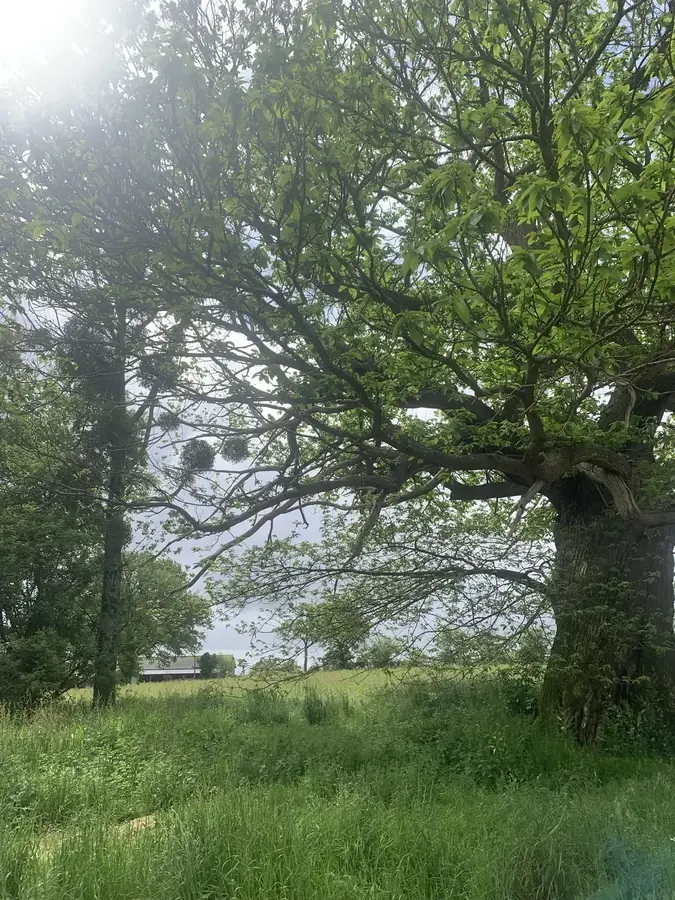 le bois de la menaudiere — photo 4