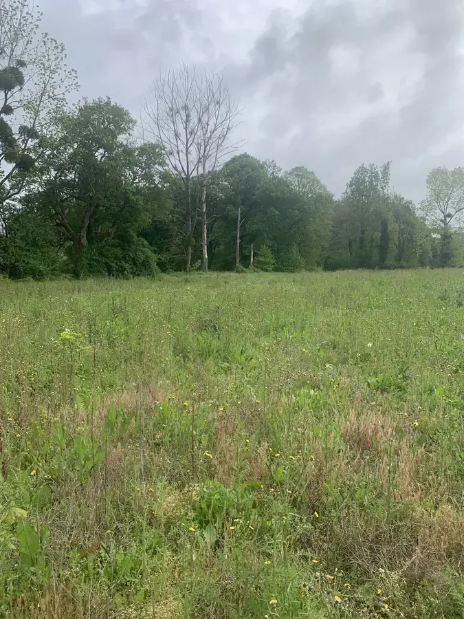 le bois de la menaudiere — photo 5