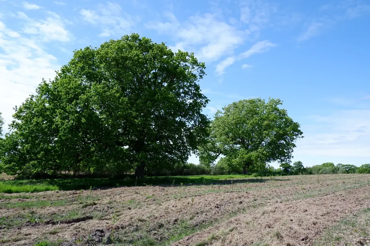 le bois de la tournerie — photo 2