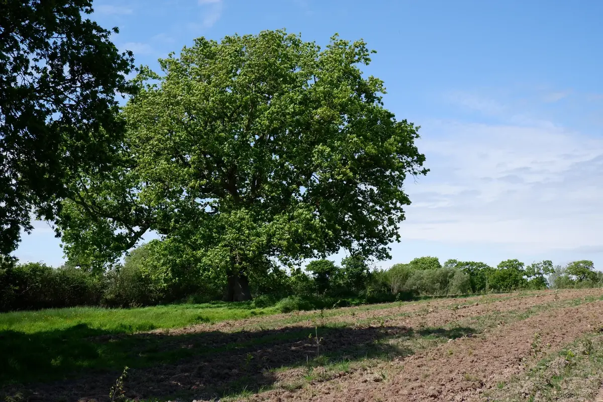 le bois de la tournerie — photo 3