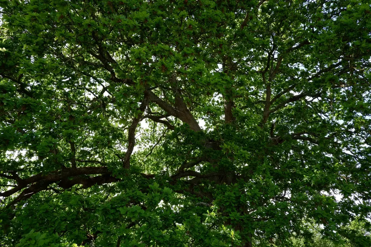 le bois de la tournerie — photo 4