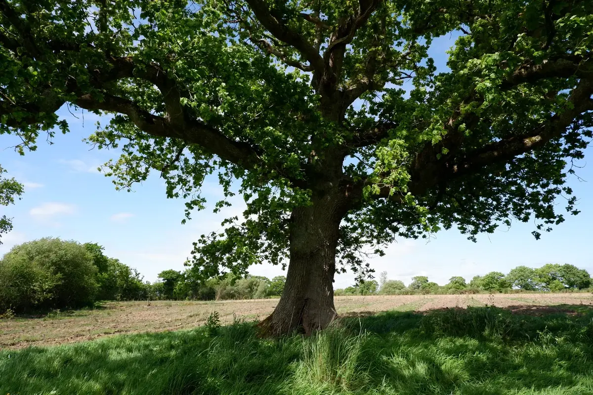 le bois de la tournerie — photo 5