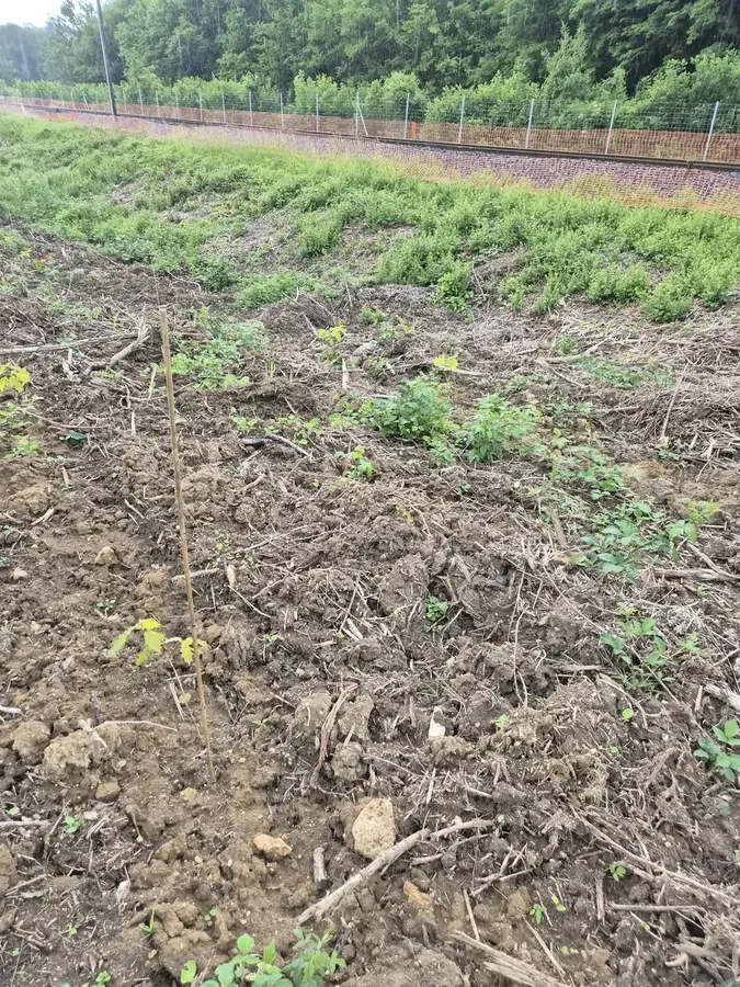 le bois de la belle etoile — photo 1