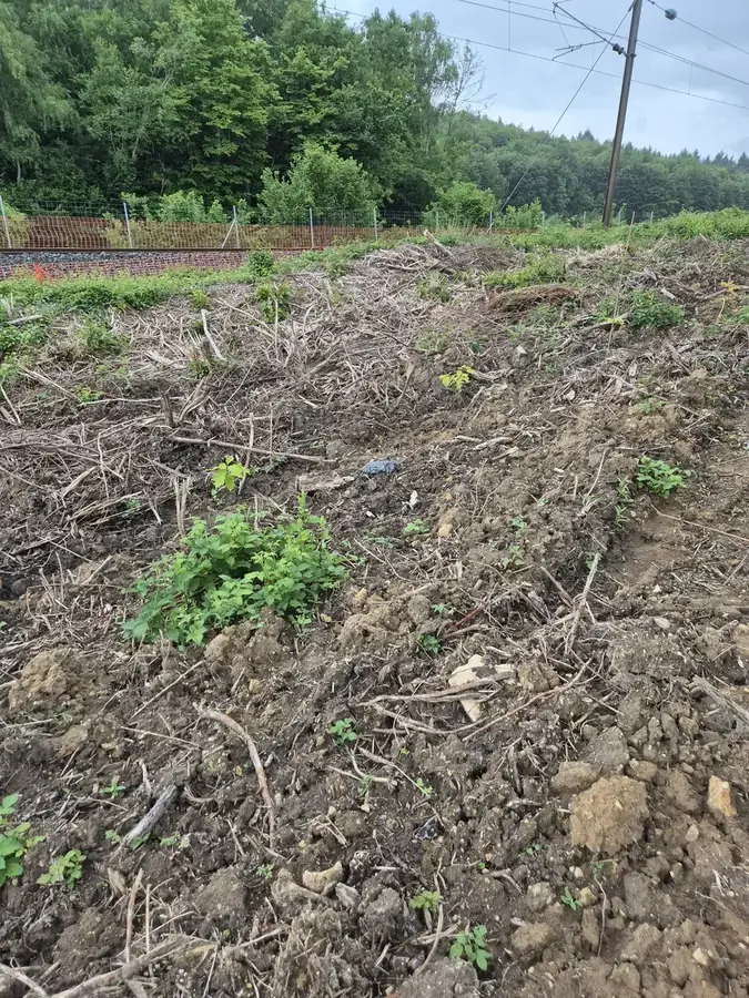 le bois de la belle etoile — photo 2