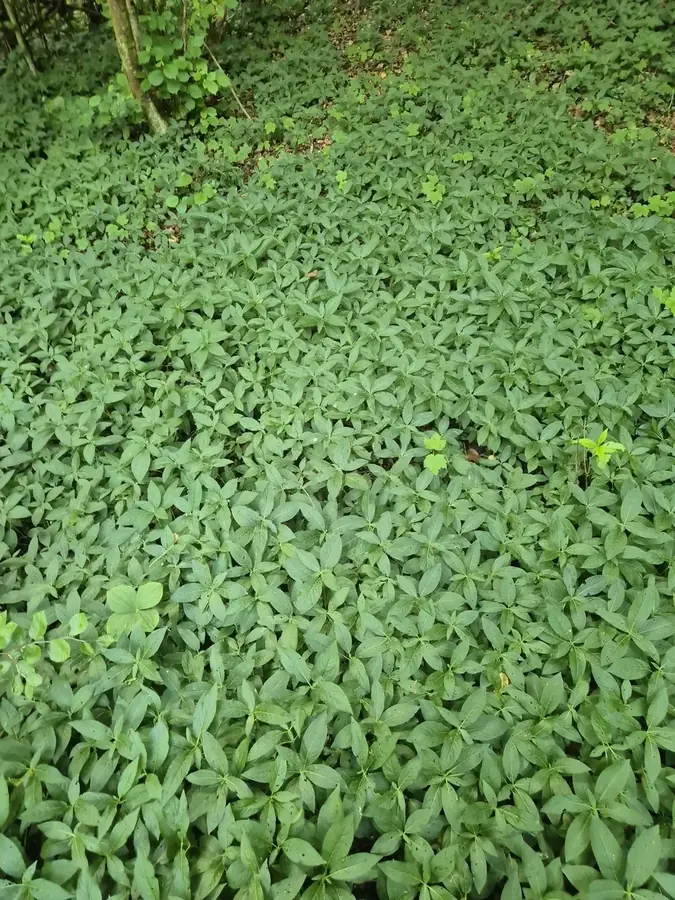 le bois de la belle etoile — photo 3