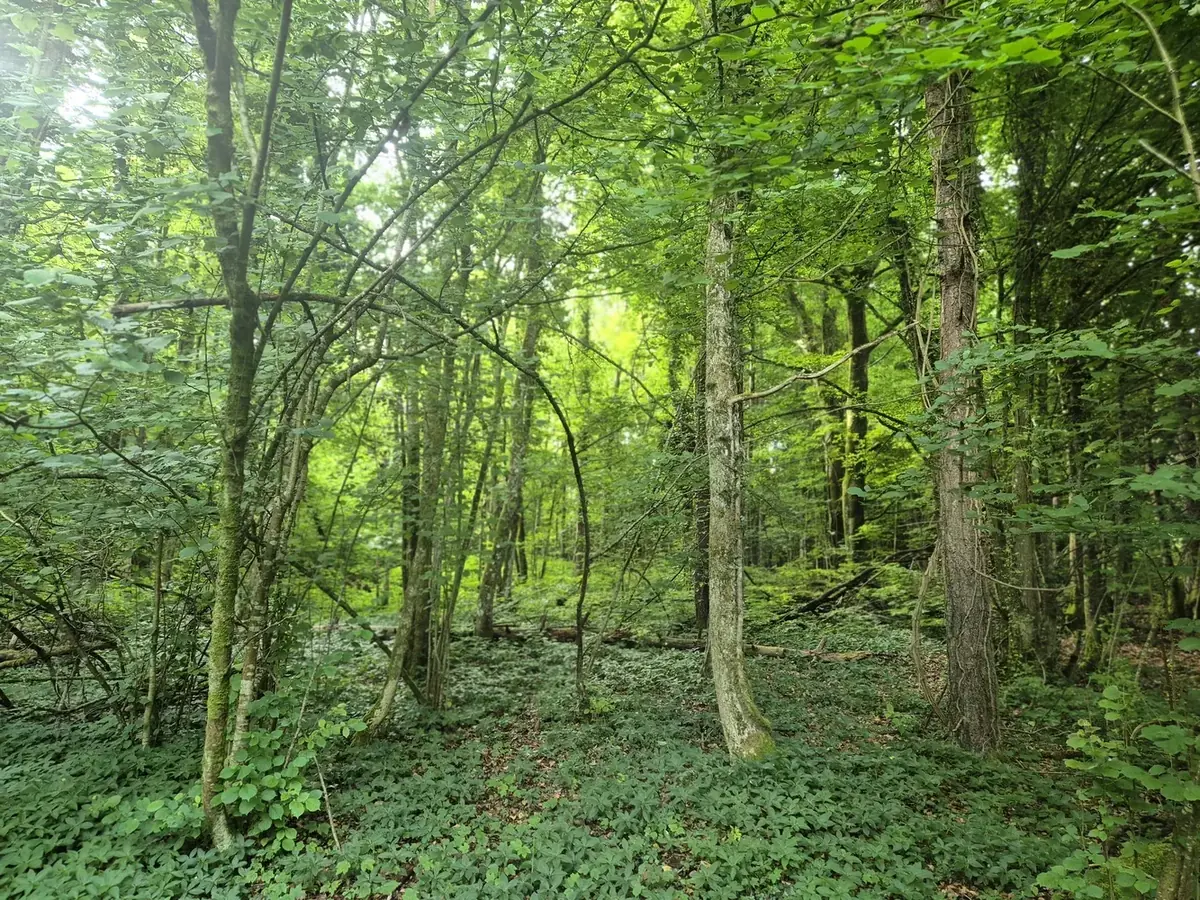 le bois de la belle etoile — photo 4