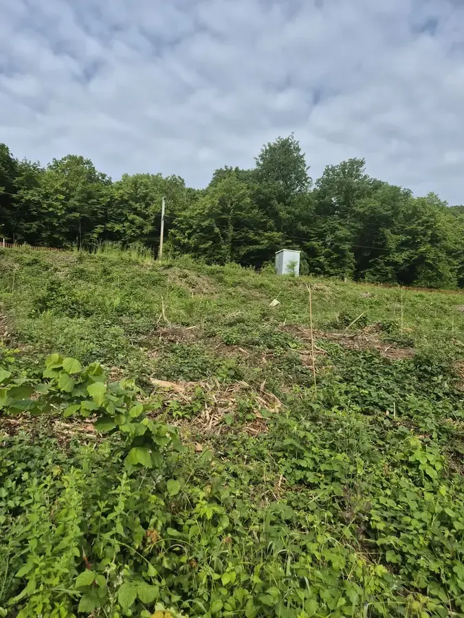 le bois de la belle etoile — photo 5