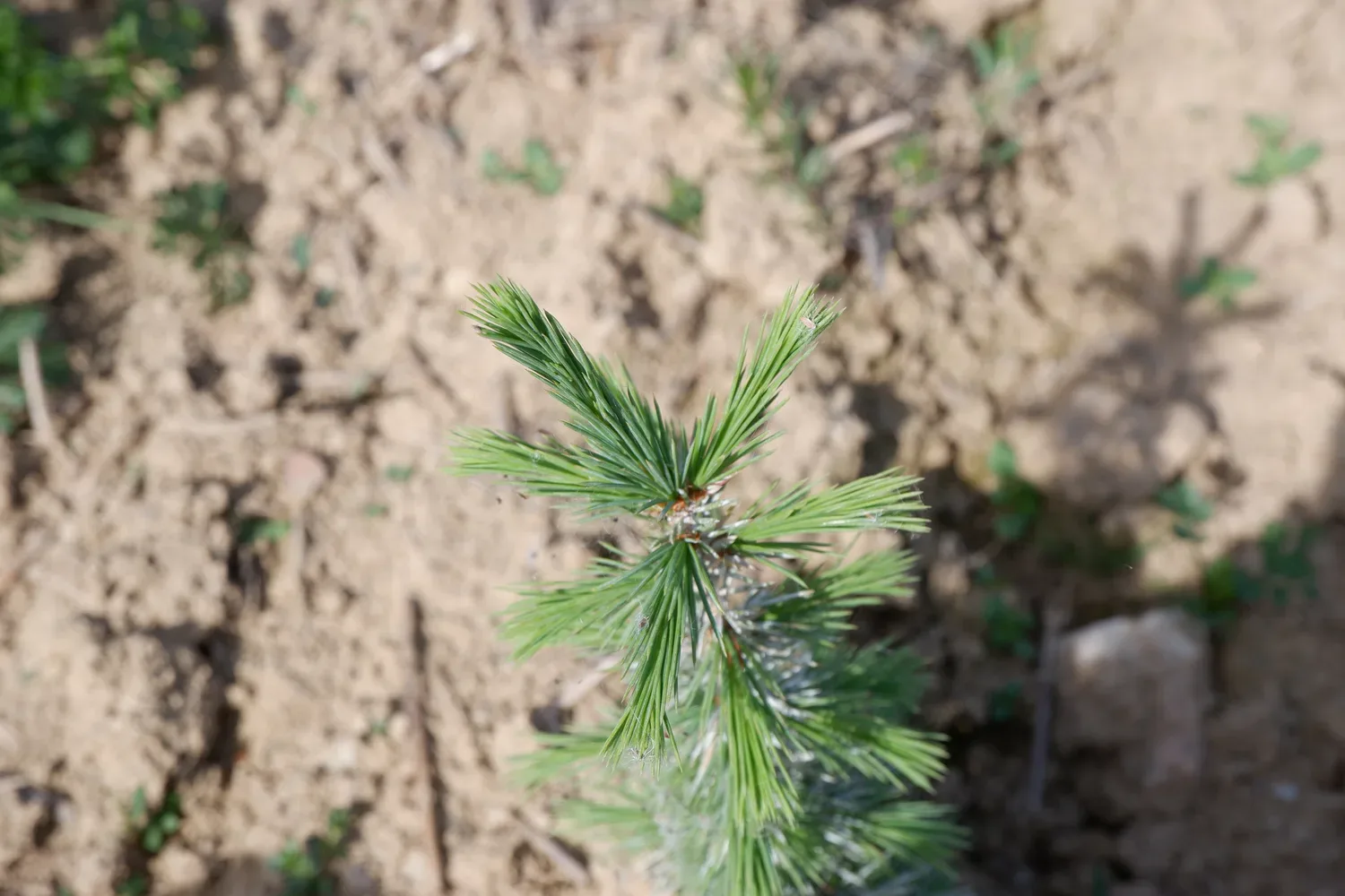 le bois des ruaults — photo 1