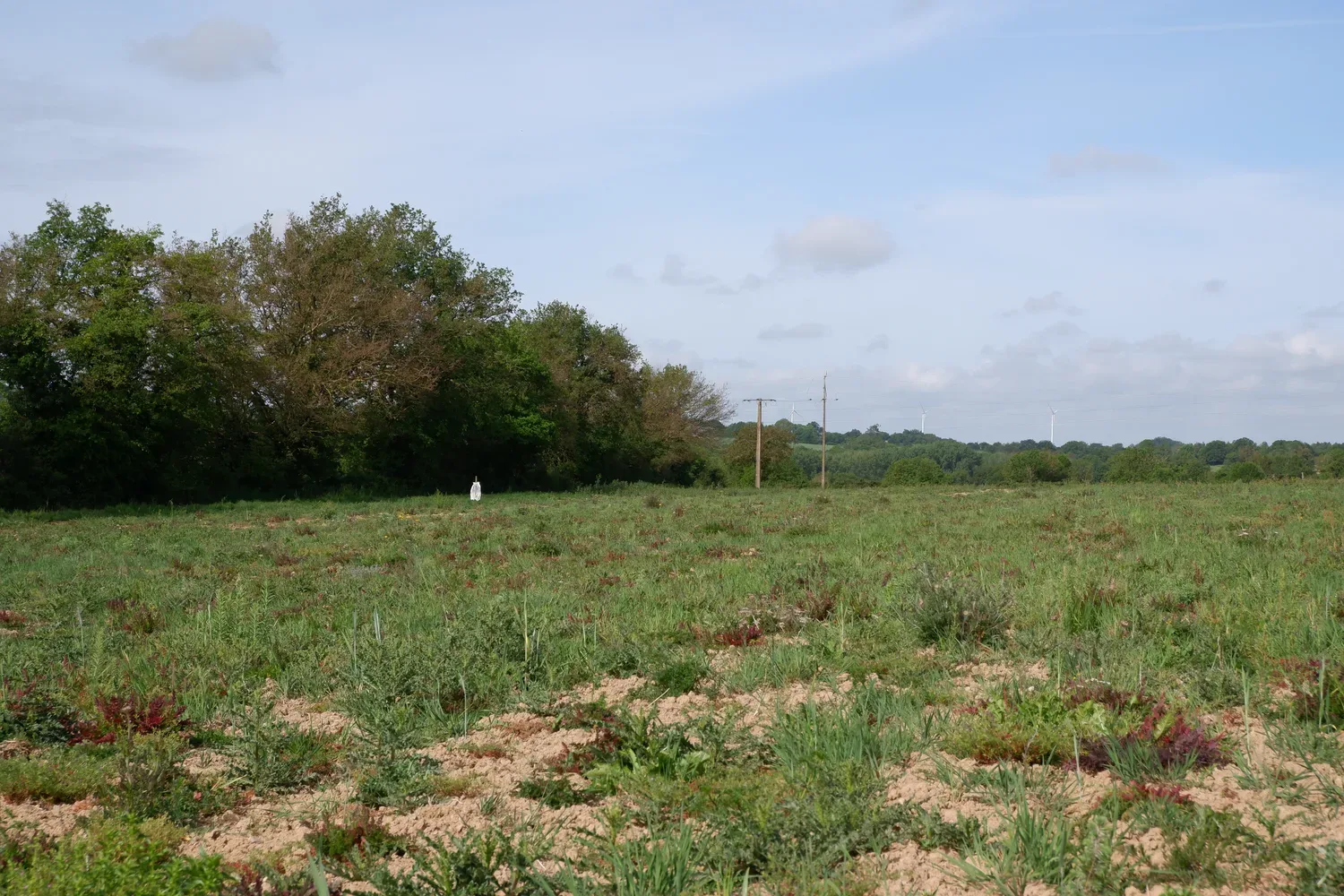 le bois des ruaults — photo 2