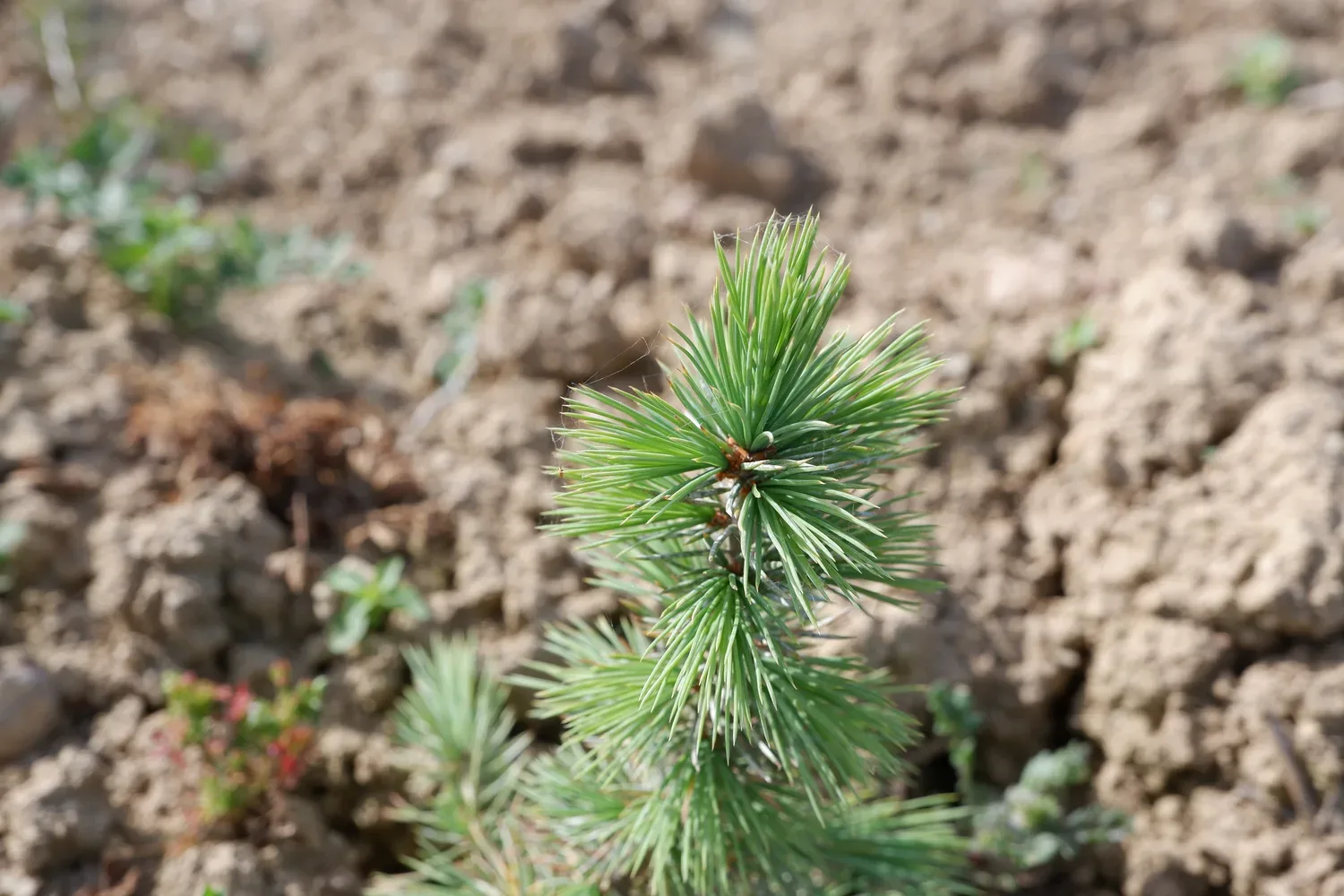 le bois des ruaults — photo 3