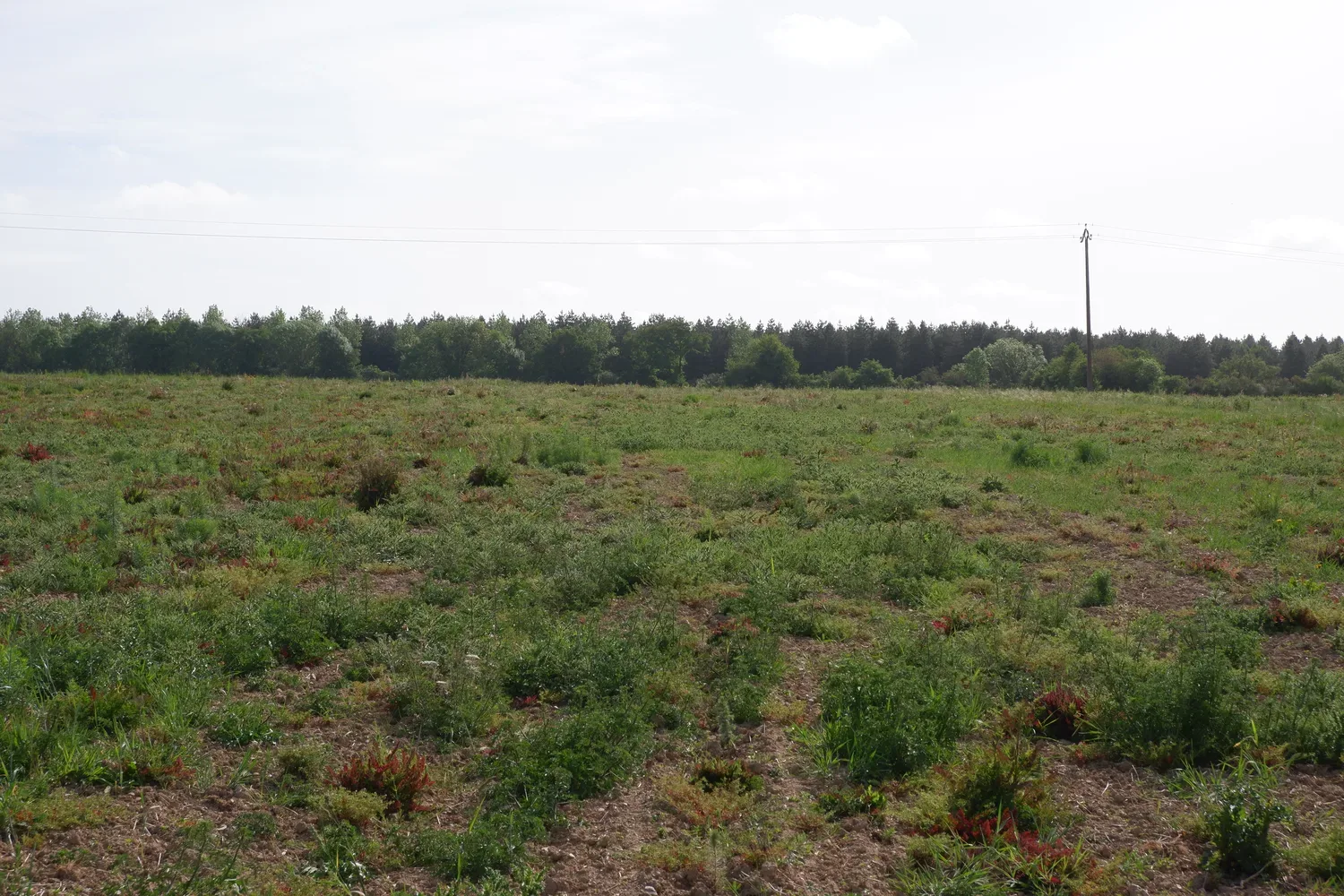 le bois des ruaults — photo 4