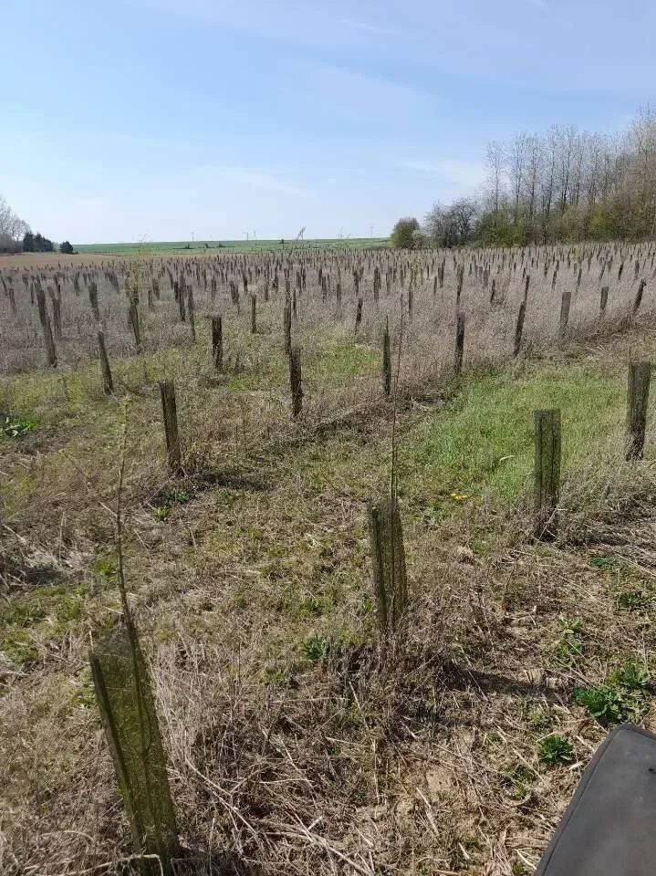 le bois des fontaines — photo 2