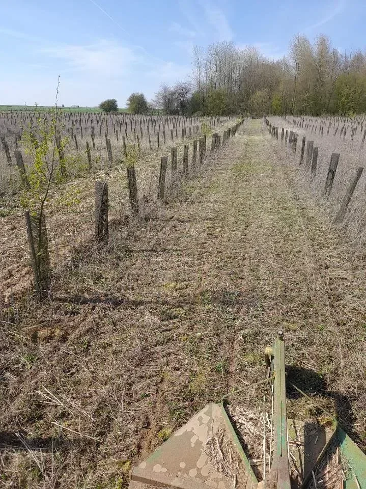 le bois des fontaines — photo 3