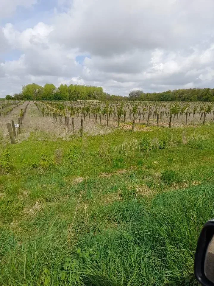 le bois des fontaines — photo 5