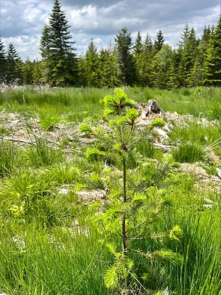 le bois de chante grolle — photo 1