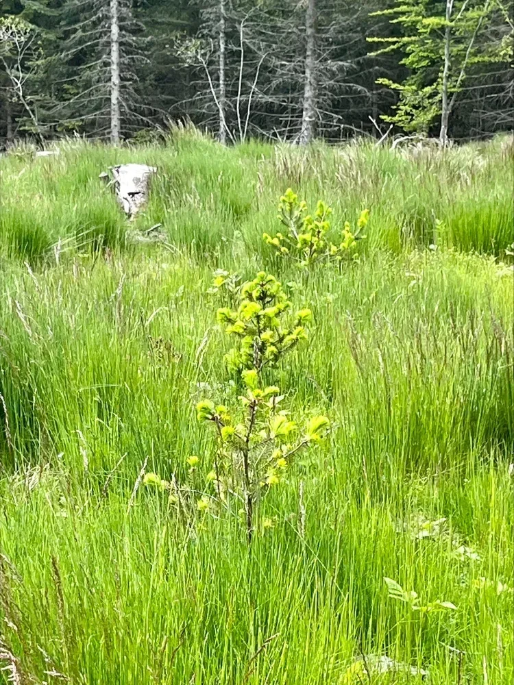 le bois de chante grolle — photo 2