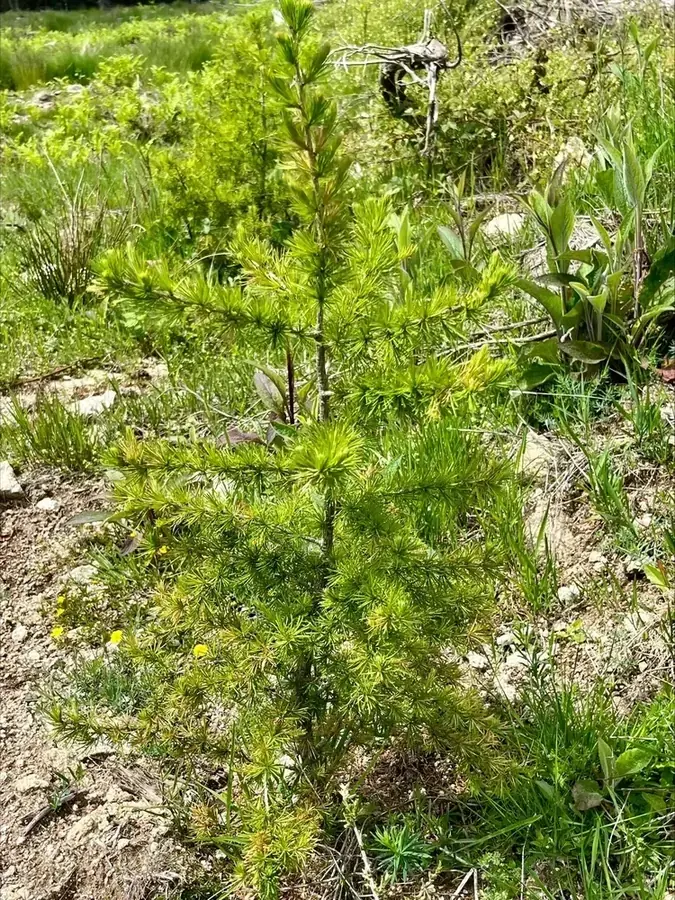 le bois de chante grolle — photo 3
