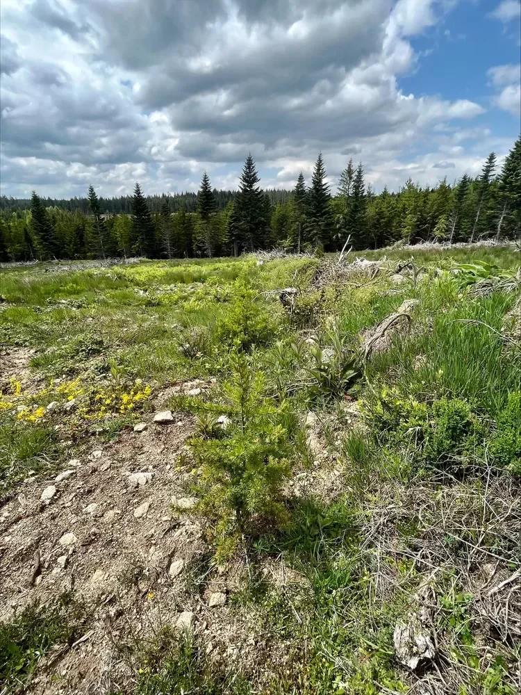 le bois de chante grolle — photo 4