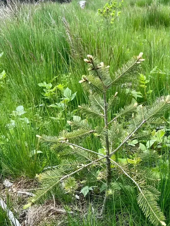 le bois de chante grolle — photo 5