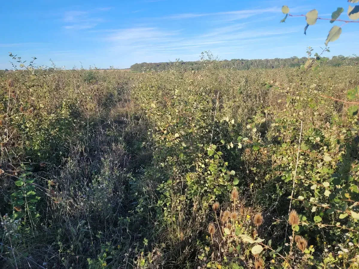 le bois de la chartreuse — photo 2