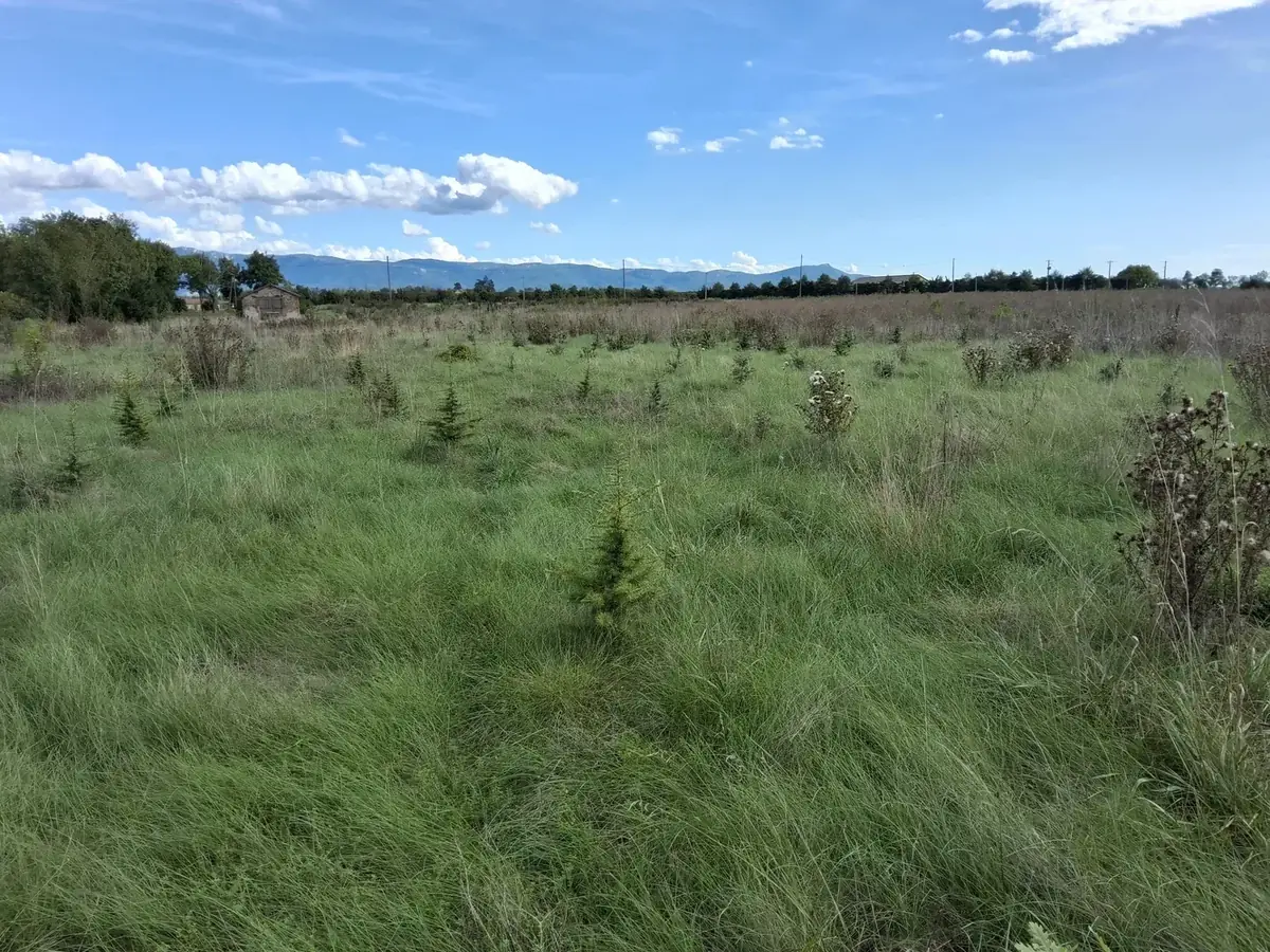 le bois d alix — photo 3