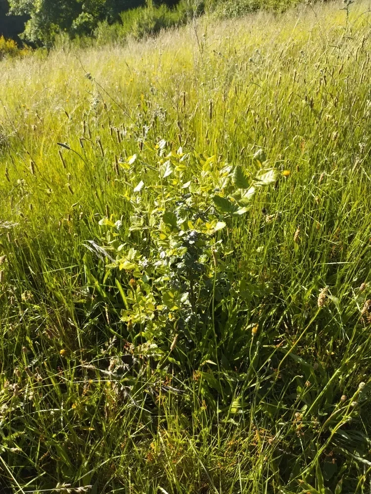 le bois du coteau — photo 2