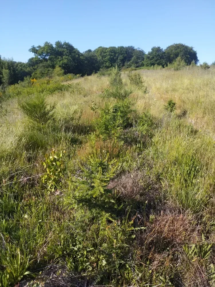 le bois du coteau — photo 3