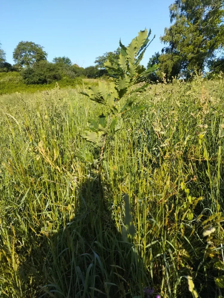 le bois du coteau — photo 4