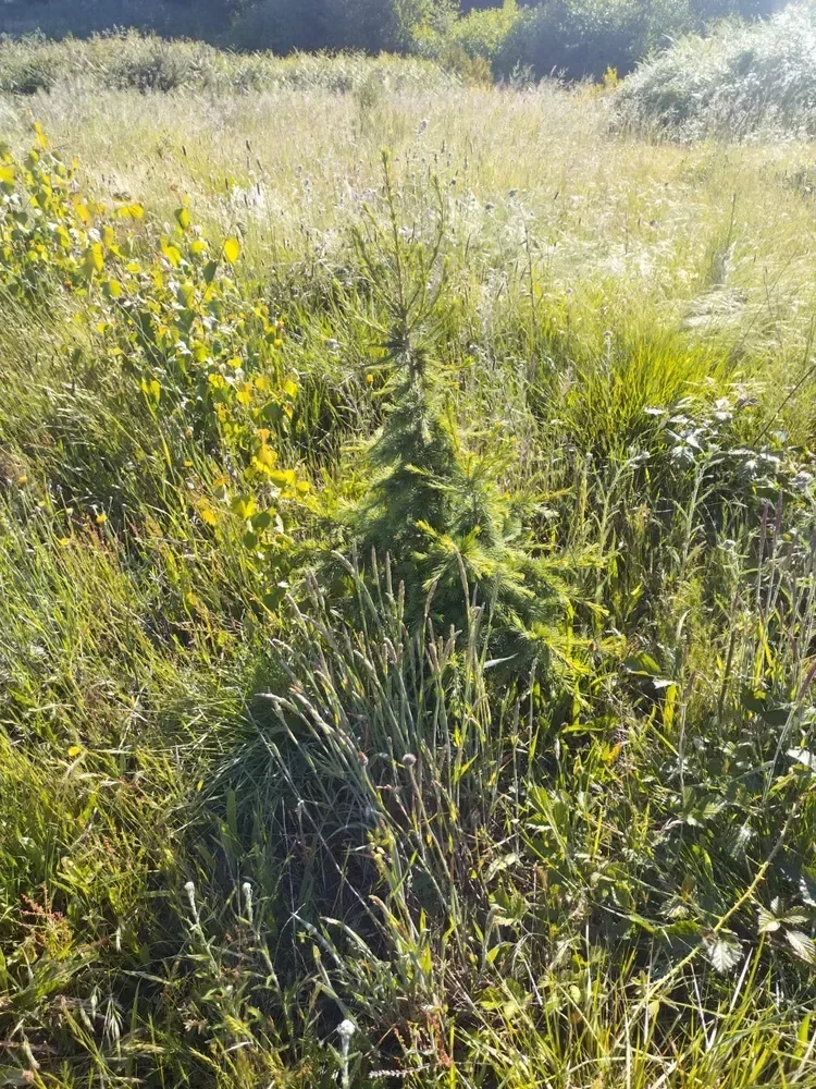 le bois du coteau — photo 5