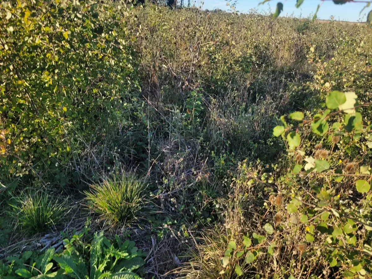 le bois de la cure — photo 2