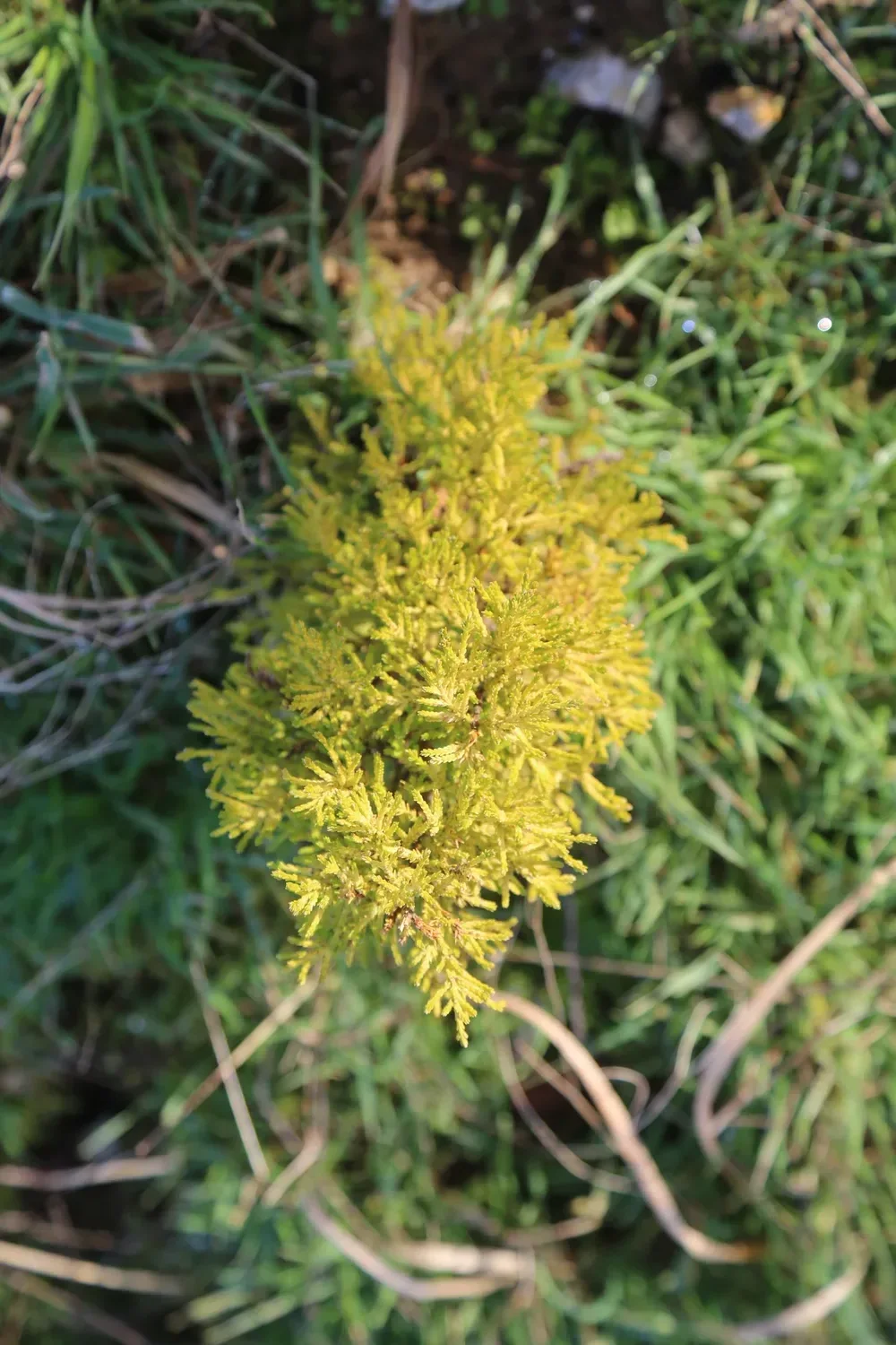 le bois de la loge — photo 4