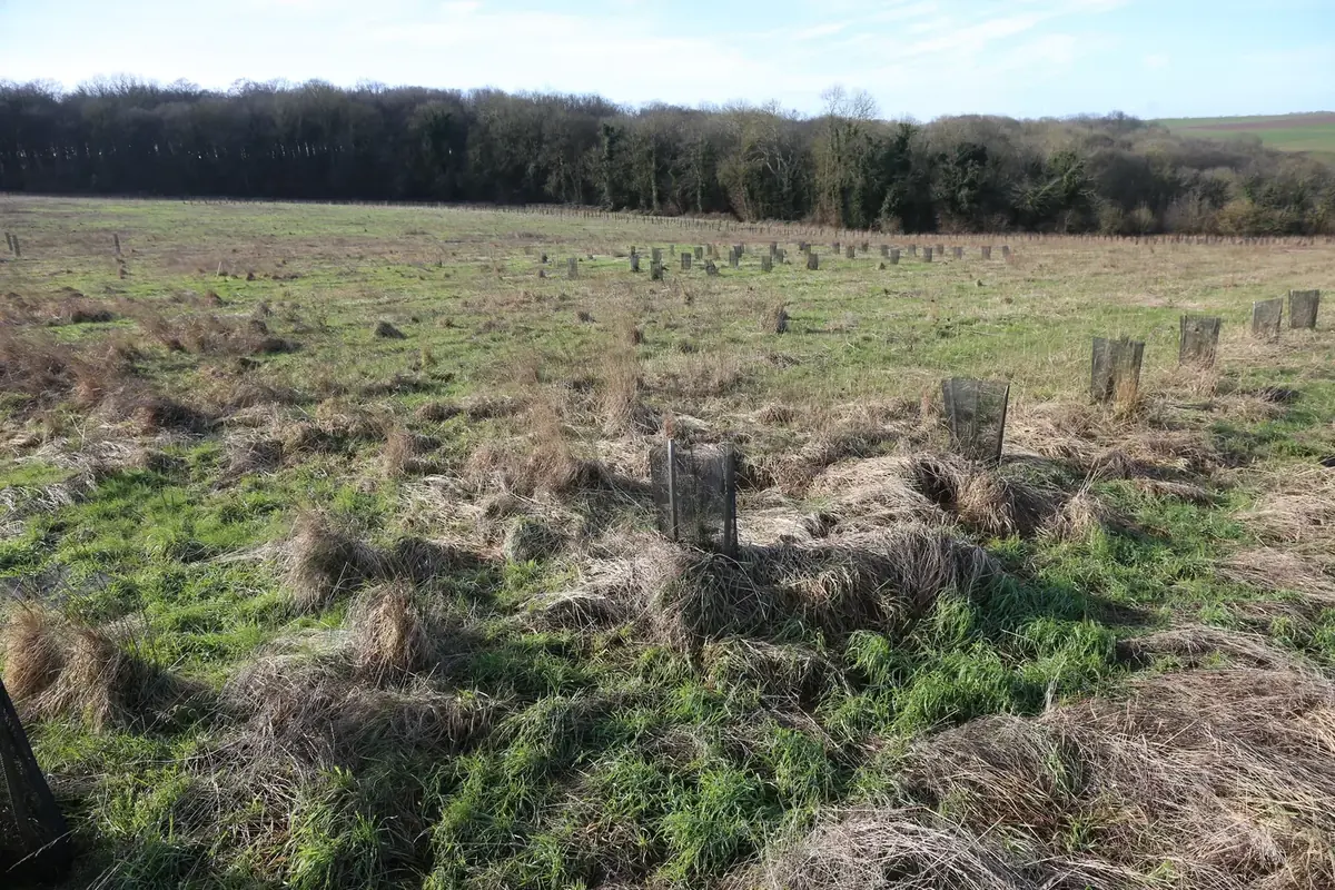 le bois de la loge — photo 5