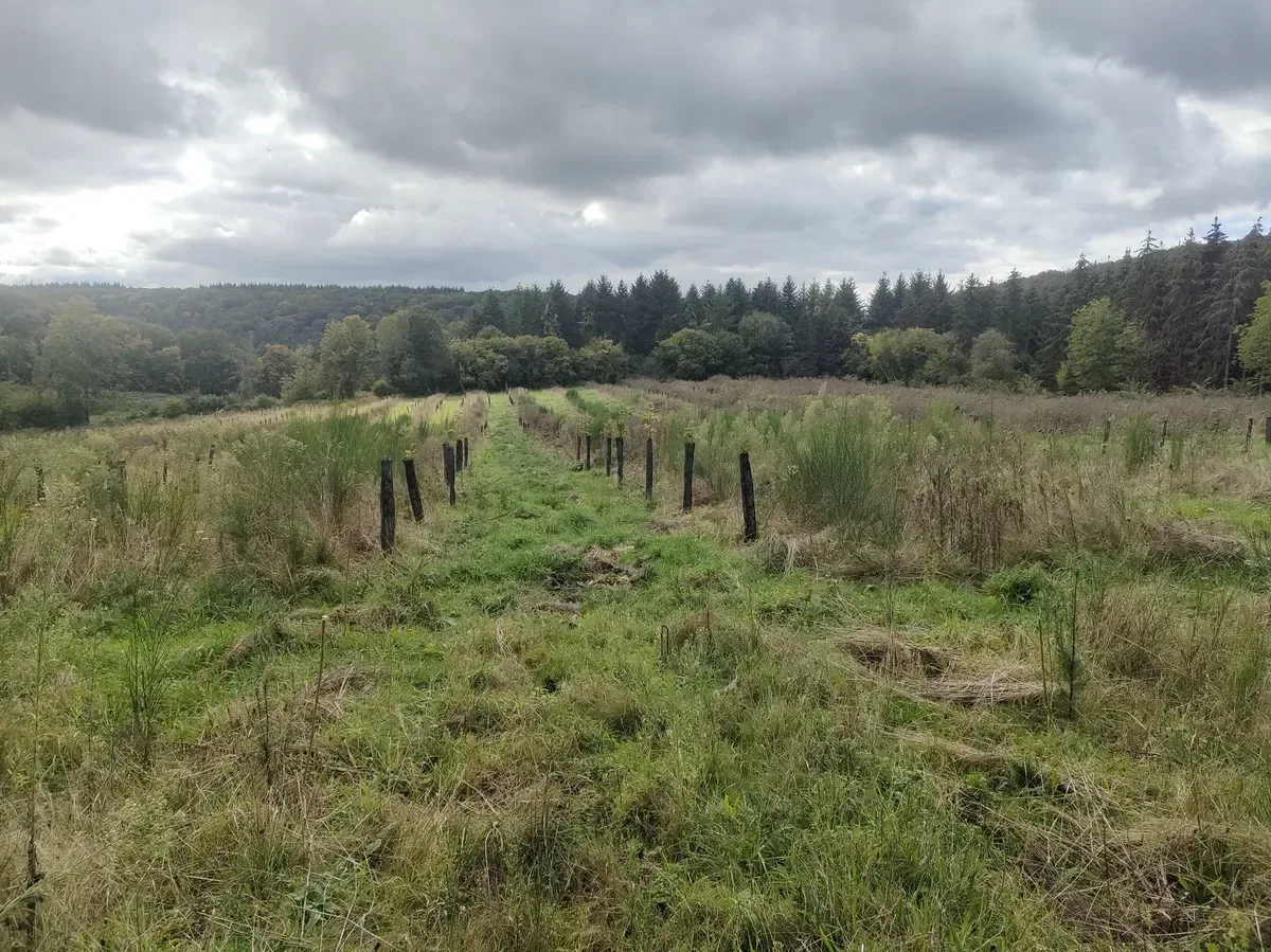 le bois de la grande vallee — photo 2