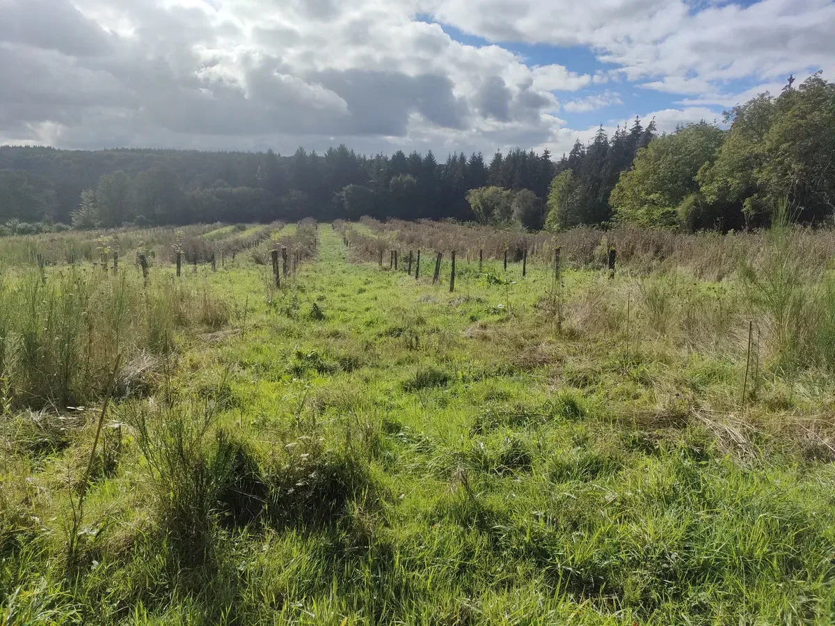 le bois de la grande vallee — photo 3