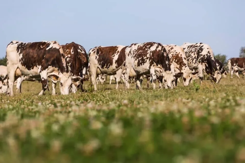 les prairies de bille 083 000 — photo 1