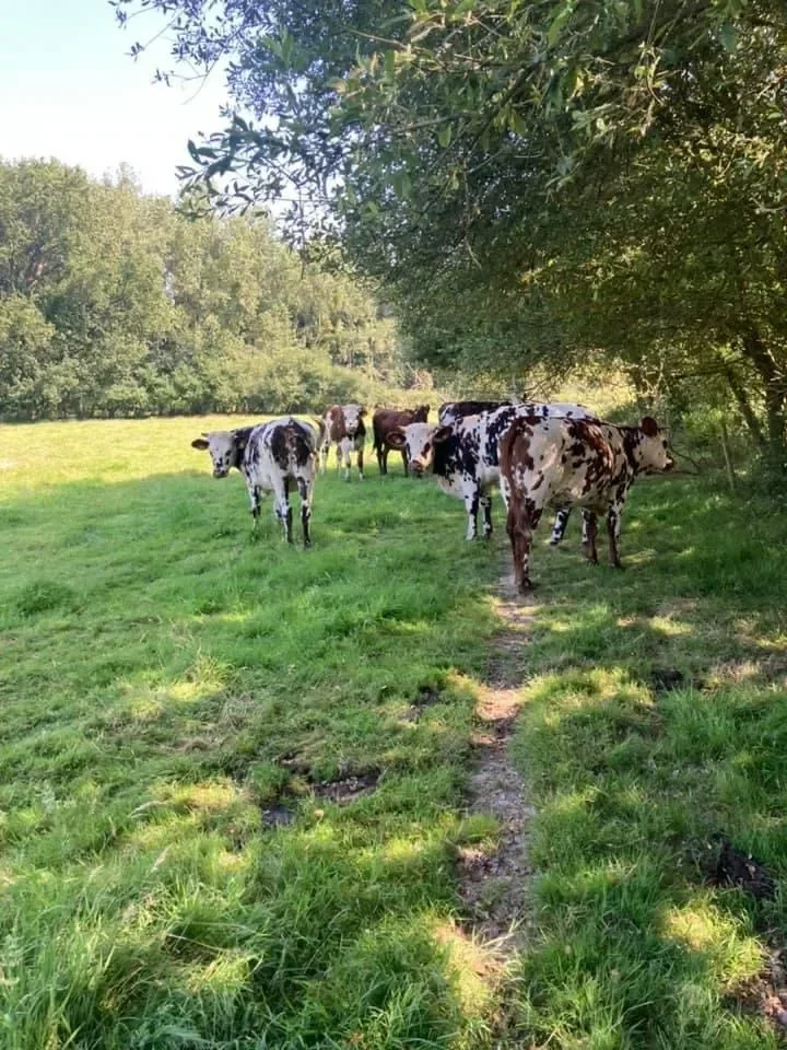 les prairies de bille 083 000 — photo 2