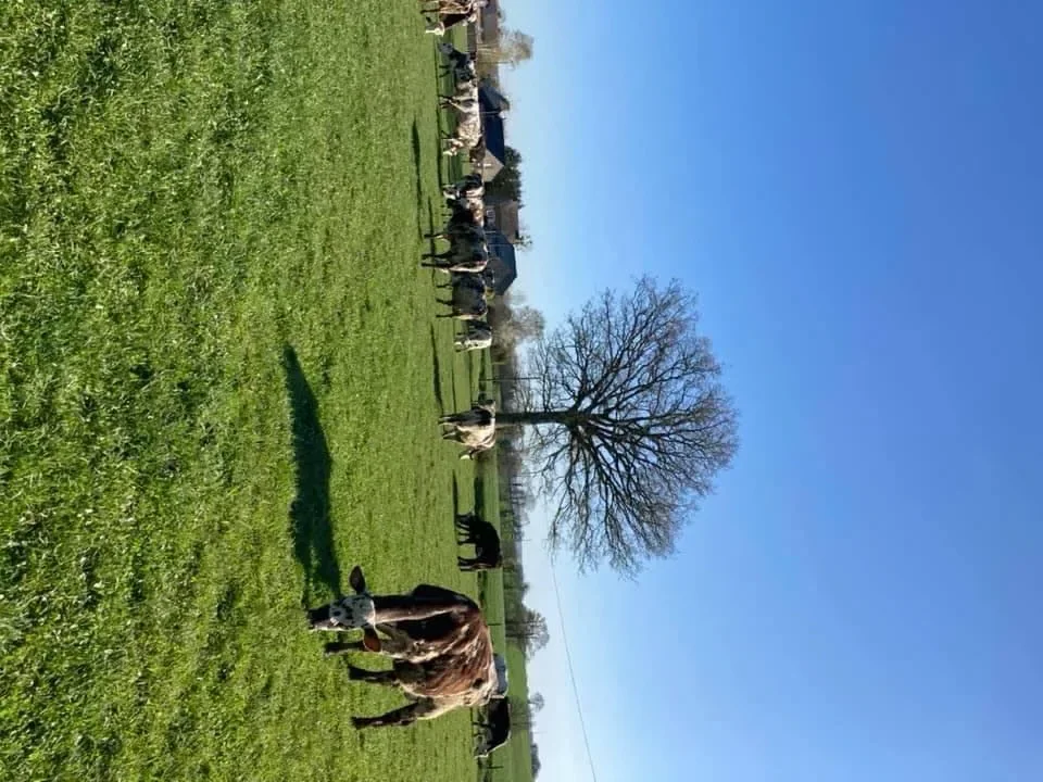 les prairies de bille 083 000 — photo 3