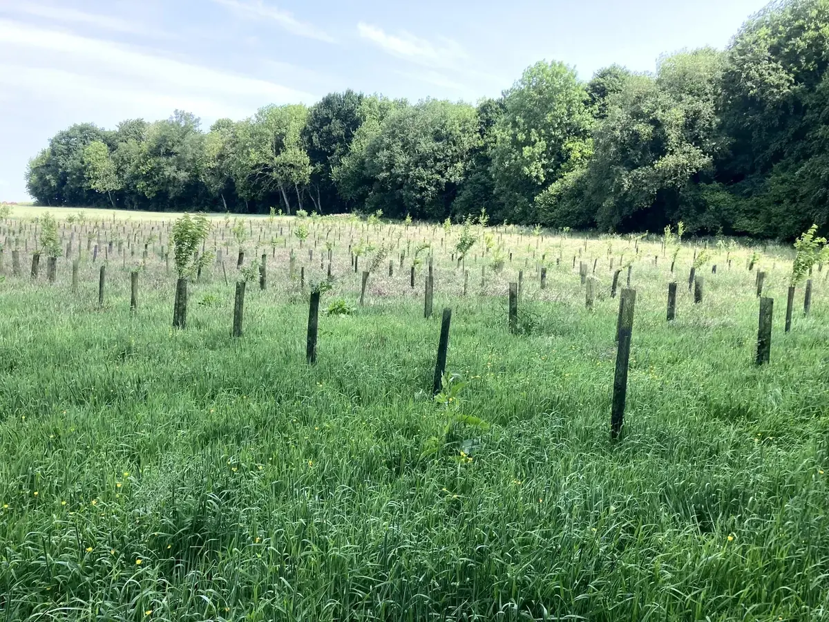 le bois des limeux — photo 2